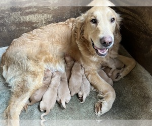 Golden Retriever Puppy for sale in KOSSUTH, MS, USA