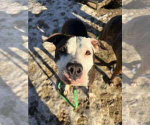 Violet - Female Boxer-Unknown Mix Dog for Adoption - Photo #6