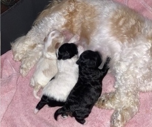 Poodle (Miniature)-Shih-Poo Mix Puppy for sale in SUGAR HILL, GA, USA