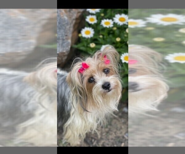 Medium Photo #5 Yorkshire Terrier Puppy For Sale in DOVER, DE, USA