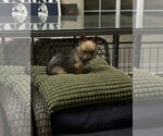 Small Mutt