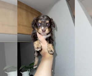 Maltipoo-Pomeranian Mix Puppy for sale in HOUSTON, TX, USA