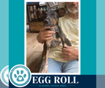 Small #2 Feist Terrier Mix