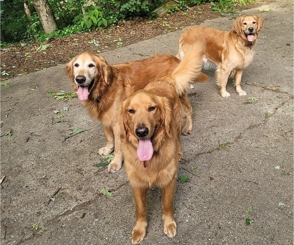 Medium Photo #4 Golden Retriever Puppy For Sale in ROCKFORD, MI, USA