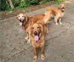 Small #3 Golden Retriever