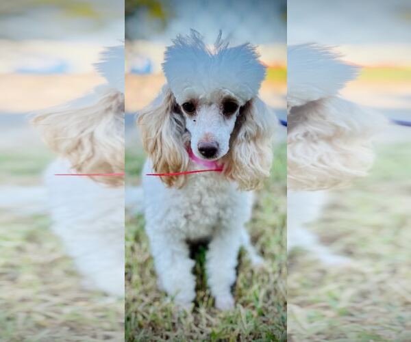 Medium Photo #3 Poodle (Toy) Puppy For Sale in Pacolet, SC, USA