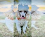Small #2 Poodle (Toy)