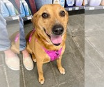 Small Australian Shepherd Mix