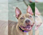 Small #11 American Pit Bull Terrier Mix