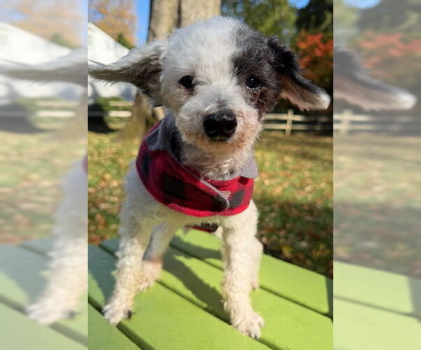 Medium Photo #11 Poodle (Toy)-Unknown Mix Puppy For Sale in Arlington, VA, USA