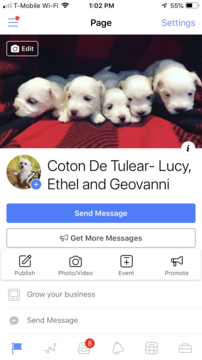 Medium Photo #15 Coton de Tulear Puppy For Sale in KAYSVILLE, UT, USA