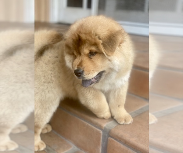 Medium Photo #3 Chow Chow Puppy For Sale in PASADENA, CA, USA