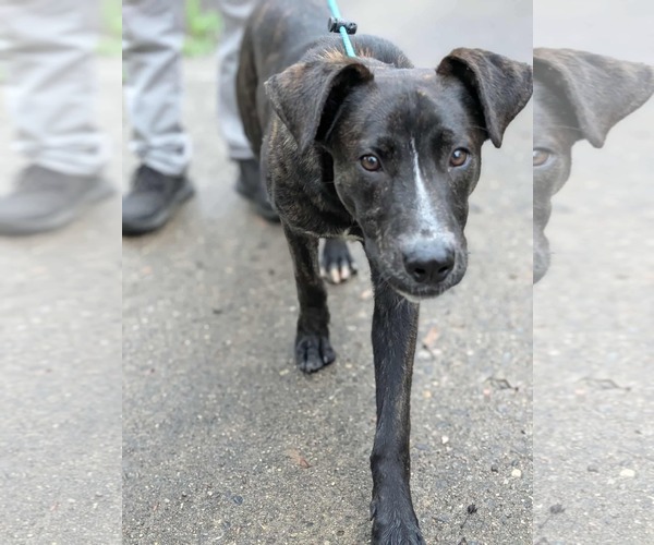 Medium Photo #17 American Staffordshire Terrier-Unknown Mix Puppy For Sale in Germantown, OH, USA