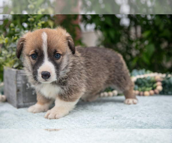 Medium Photo #14 Pembroke Welsh Corgi Puppy For Sale in NEW CONCORD, OH, USA