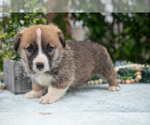 Small Photo #14 Pembroke Welsh Corgi Puppy For Sale in NEW CONCORD, OH, USA