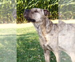Small #1 Mutt