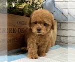 Small Photo #6 Poodle (Toy) Puppy For Sale in SAN MATEO, CA, USA