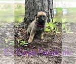 Small Photo #6 Belgian Malinois Puppy For Sale in FAIRFAX, GA, USA