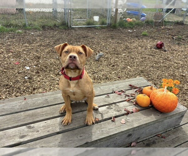 Medium Photo #1 Mutt Puppy For Sale in McKinleyville, CA, USA