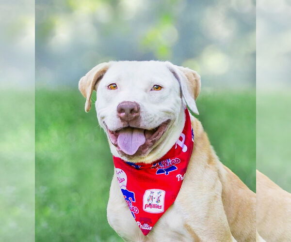 Medium Photo #12 Mutt Puppy For Sale in Unionville, PA, USA