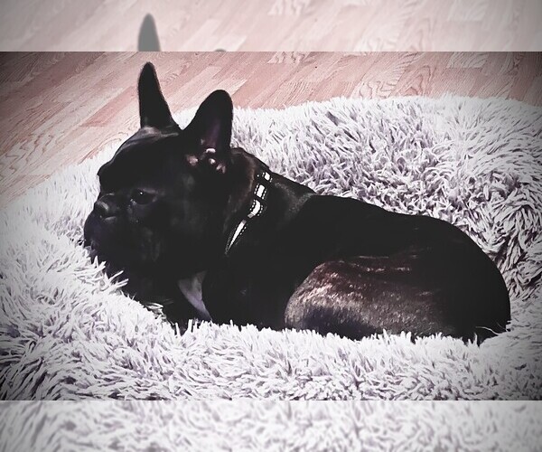 Medium Photo #1 French Bulldog Puppy For Sale in INDEPENDENCE, IA, USA