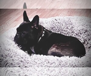 Mother of the French Bulldog puppies born on 05/23/2025