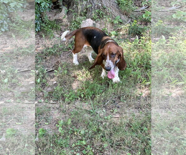 Medium Photo #4 Basset Hound Puppy For Sale in Ball Ground, GA, USA