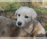 Puppy 4 Anatolian Shepherd-Great Pyrenees Mix