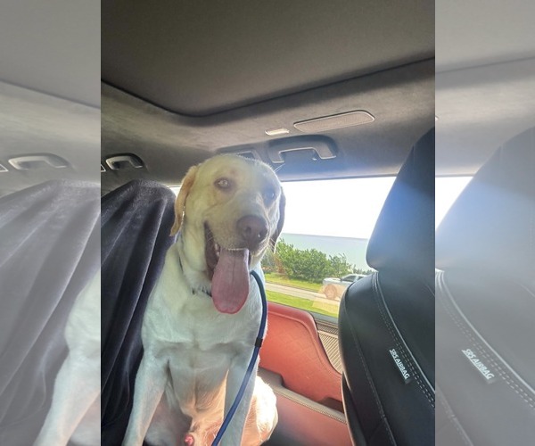 Medium Photo #9 Labrador Retriever Puppy For Sale in McKinney, TX, USA