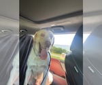 Small #8 Labrador Retriever