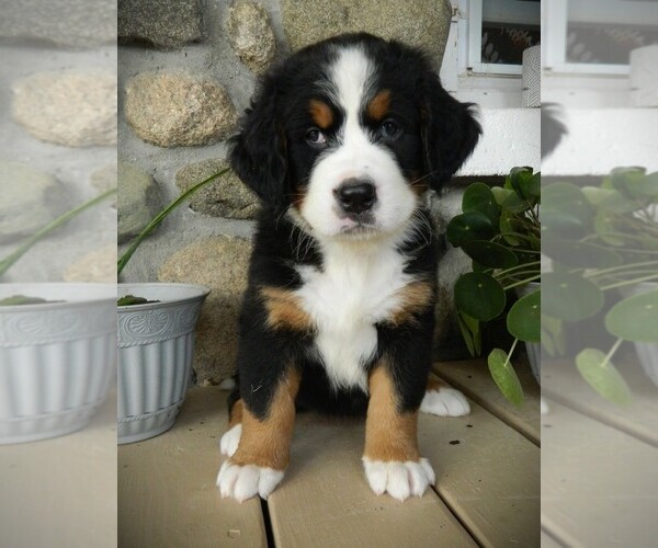 Medium Photo #19 Bernese Mountain Dog Puppy For Sale in CLARE, MI, USA