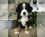 Puppy Roxi Bernese Mountain Dog