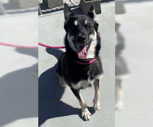 Siberian Husky Dogs for adoption in Salinas, CA, USA