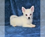 Small Photo #3 Pomsky Puppy For Sale in BARNESVILLE, KS, USA