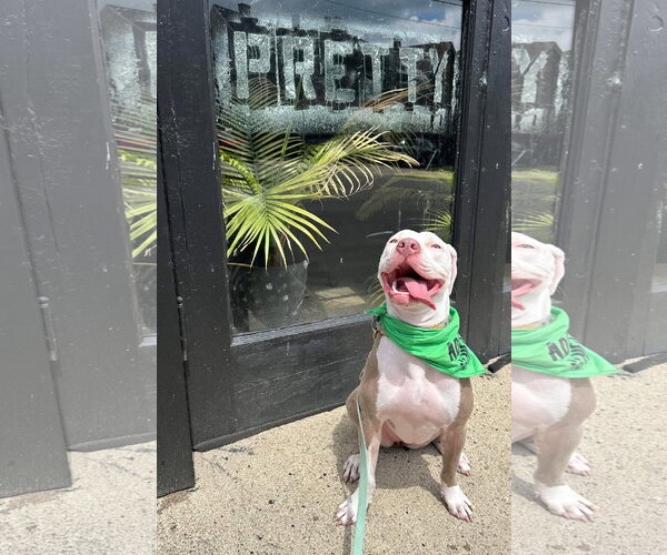 Medium Photo #25 American Pit Bull Terrier-Unknown Mix Puppy For Sale in Germantown, OH, USA