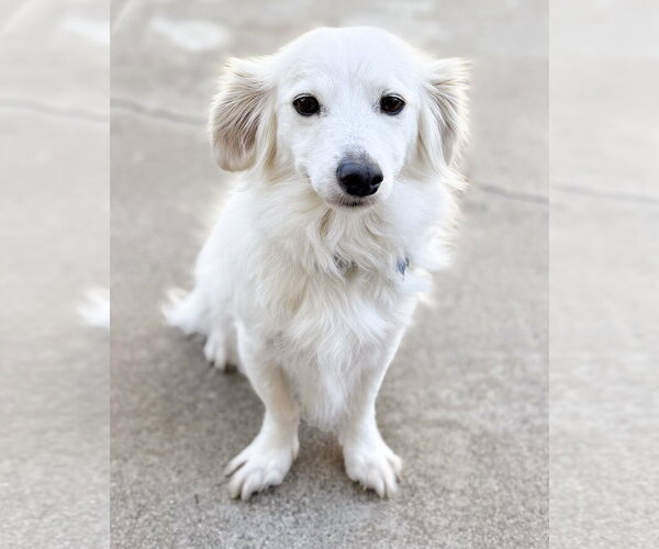 Medium Photo #4 Colonial Cocker Spaniel-Papillon Mix Puppy For Sale in Corona, CA, USA