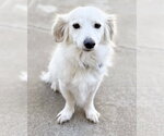 Small #3 Colonial Cocker Spaniel-Papillon Mix