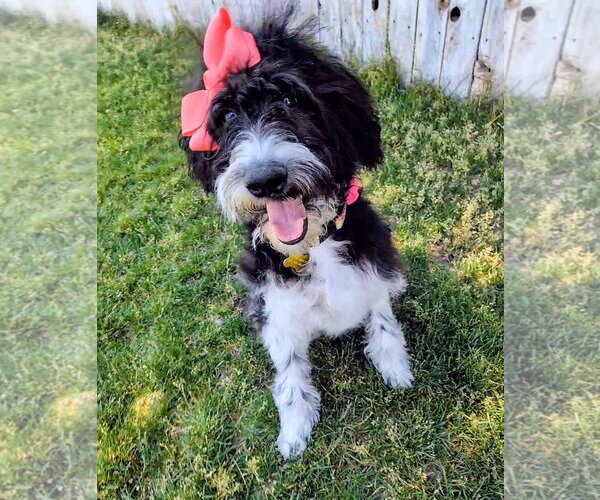 Medium Photo #13 Poodle (Standard)-Unknown Mix Puppy For Sale in Sandy, UT, USA