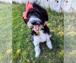 Small #12 Poodle (Standard) Mix