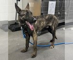 Small Photo #1 Dutch Shepherd -Unknown Mix Puppy For Sale in Forestville, MD, USA