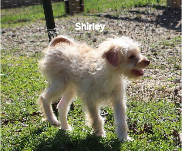 Medium Photo #2 Poocan Puppy For Sale in Aurora, IN, USA