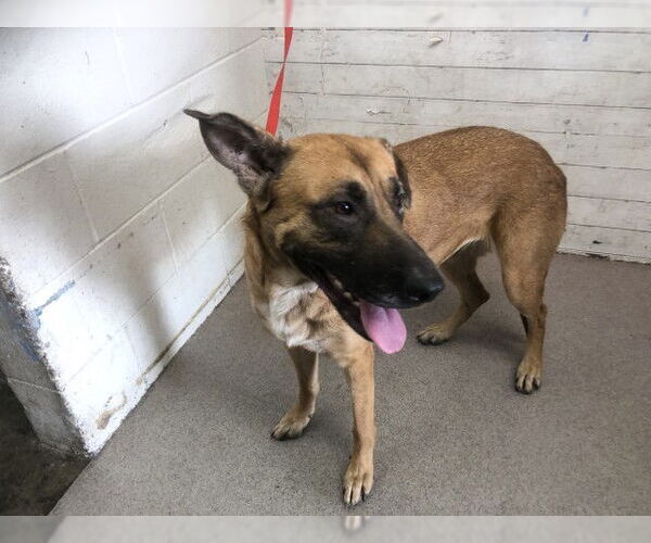 Medium Photo #1 German Shepherd Dog Puppy For Sale in San Bernardino, CA, USA