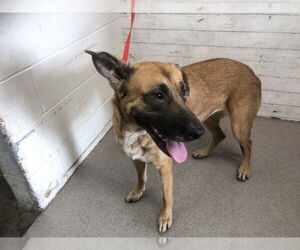 German Shepherd Dog Dogs for adoption in San Bernardino, CA, USA