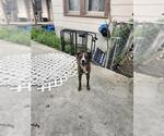 Small Catahoula Leopard Dog
