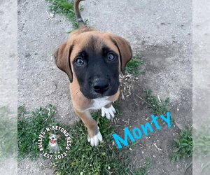 Mutt Dogs for adoption in Omaha, NE, USA