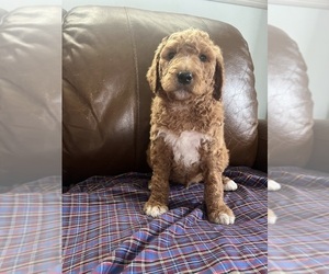Poodle (Standard) Puppy for sale in URBANA, OH, USA