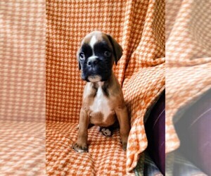 Boxer Puppy for sale in EAST GLENVILLE, NY, USA