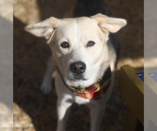 Medium Photo #1 German Shepherd Dog-Unknown Mix Puppy For Sale in San Antonio, TX, USA