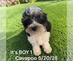 Litter of 6 - Male(s) and Female(s) Cavapoo (Miniature)Litter of Puppies for Sale - Photo #8