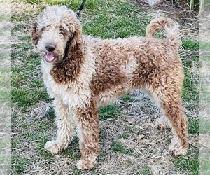 Goldendoodle Puppy for sale in NEW MARKET, TN, USA